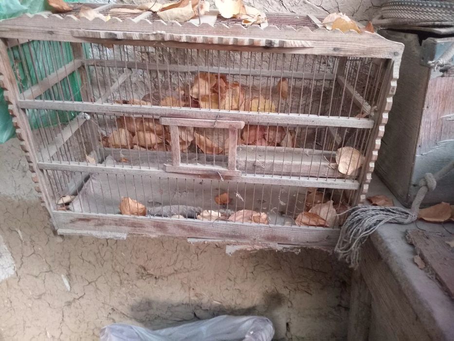 Сотиладигон  кушларга кафаст бор