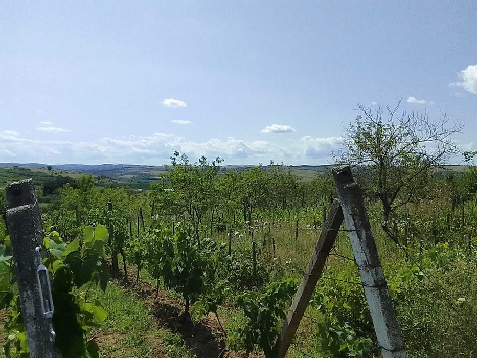 Teren extravilan arabil cu livada si vie la 15 min de baile Tasnad