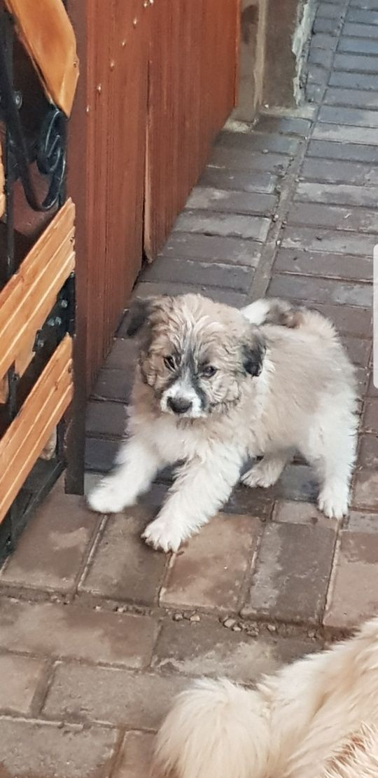 Donatie pui catei taie mica