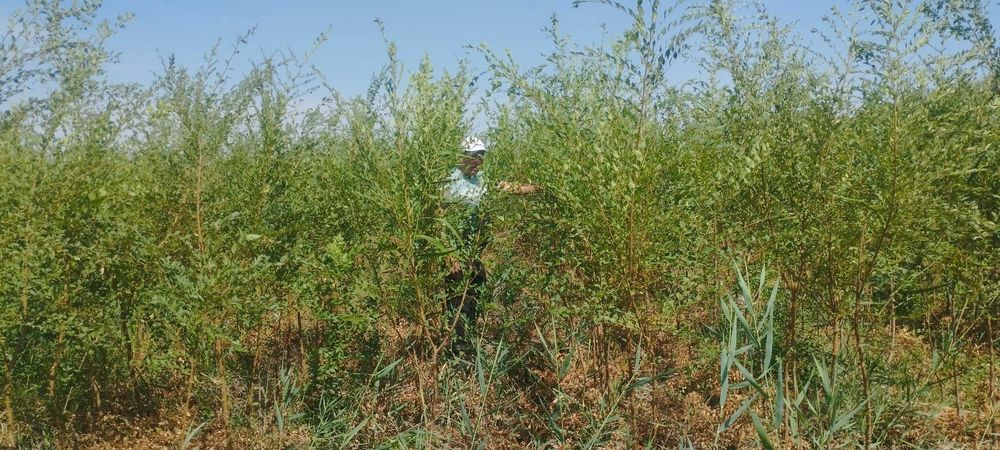 Gujum Гужум Qayrag'och sotiladi