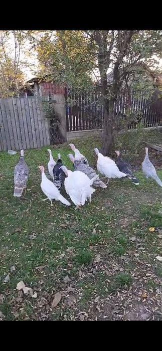 Vând Curcani de țară.