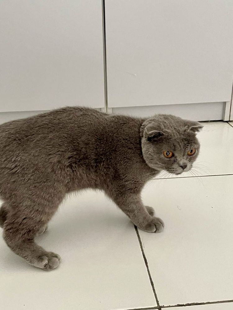 Продаётся котёнок породы Scottish Fold (вислоухий)