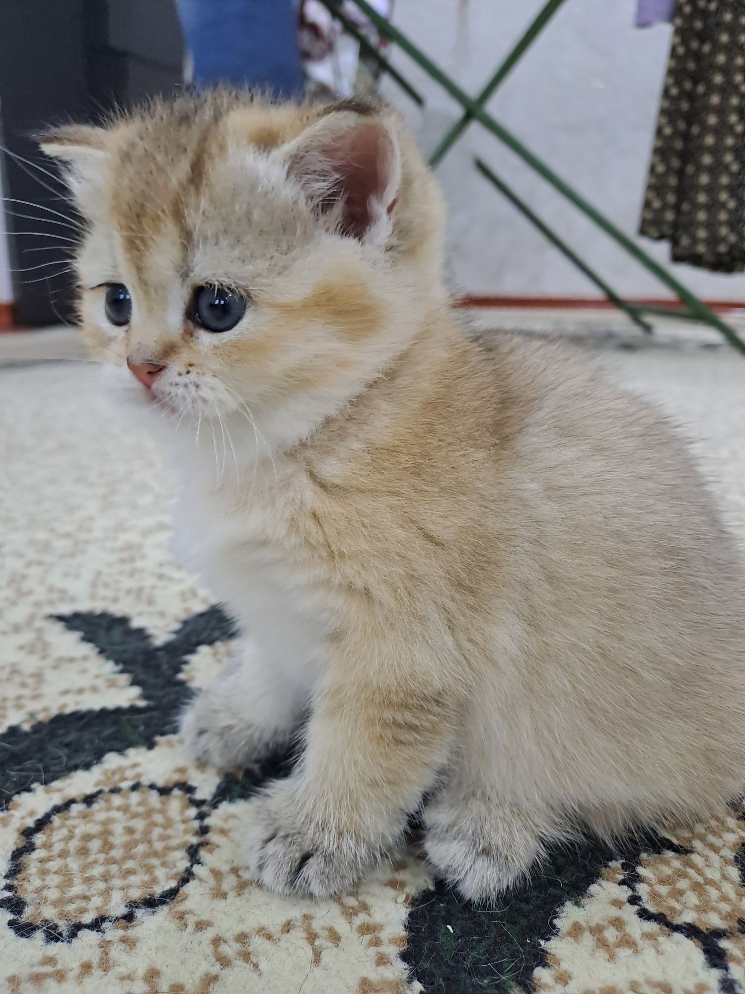 Котёнок Золотая шиншила,  девочка