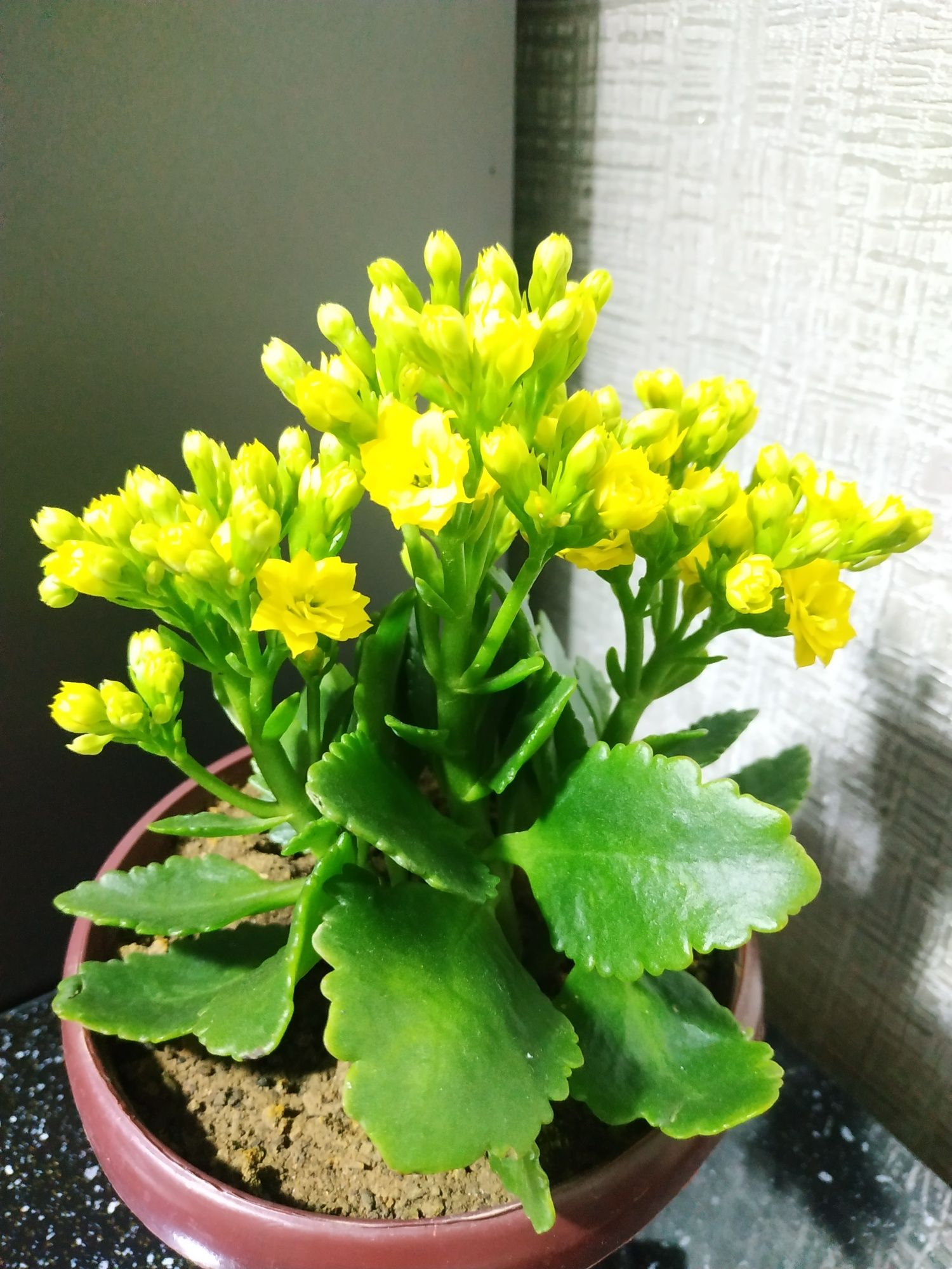 Комнатный цветок "Каланхоэ" желтый