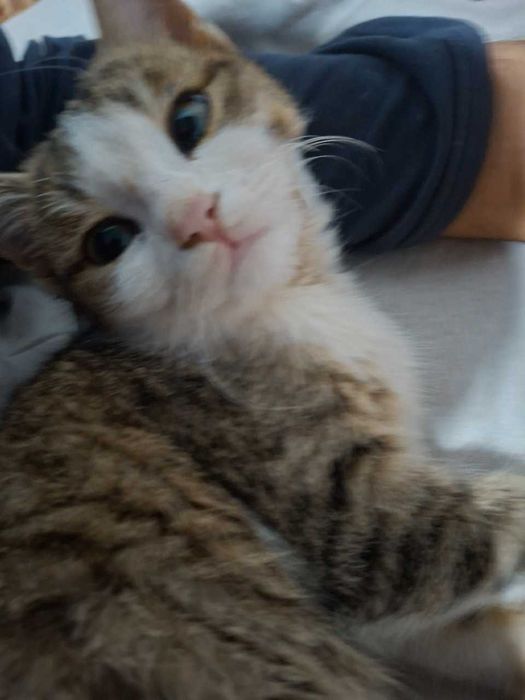 Mushuk yaxshi qo'llarga beriladi.