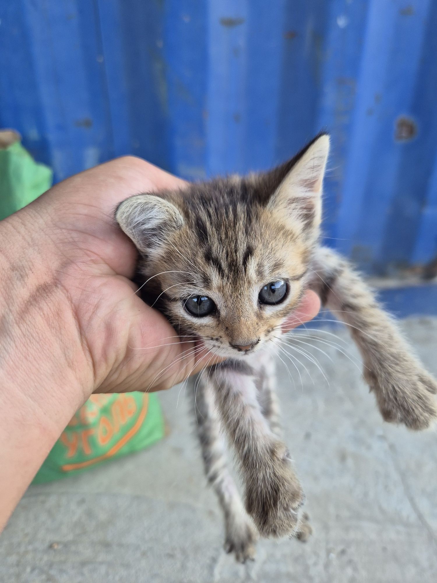 Мысық ,кот ,cat тегін
