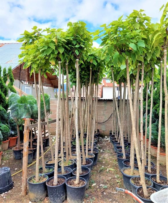 Vând mesteacăn tei catalpa