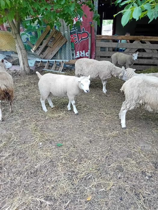 Texel tineret  vârstă 6 luni