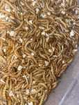 Mealworms / Viermi de faina