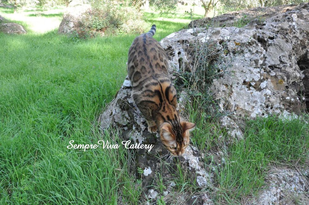 Бенгалско коте мъжко