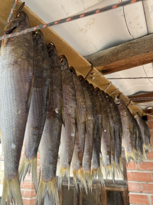 Рыбец свежий большой и средний!