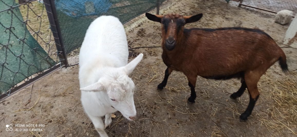 Vând capre gestante o alpină franceză și o sannen