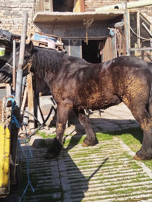 Продава се! 5 годишен!