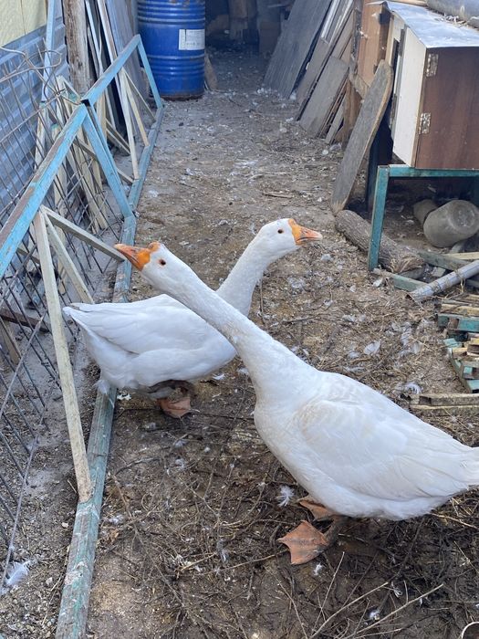 Продам гусей мальчик и девочка выывыыыыыыыыы