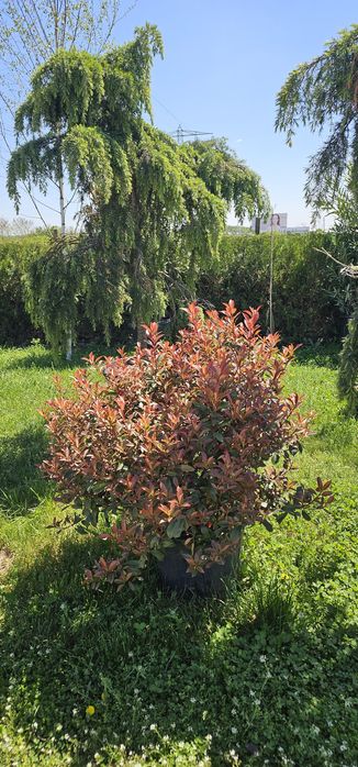 Cedru - Maslin - Ilex - Palmieri