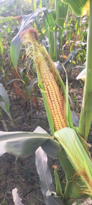 Senaj sotiladi 9 kamaz bor