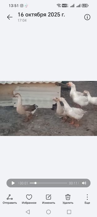 Продам гусей! Город Аягоз