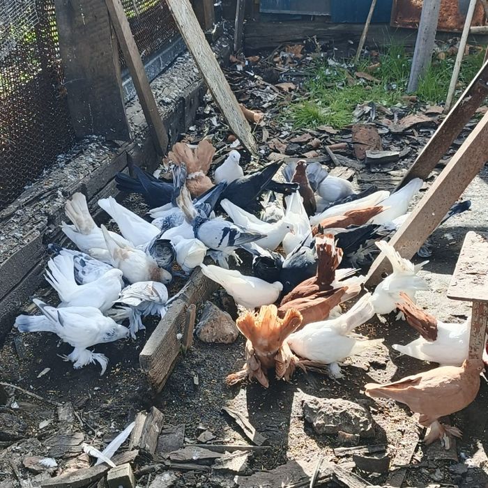 Продам голубей разных оптом дешевле