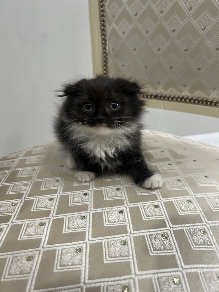 Котенок вислоушки