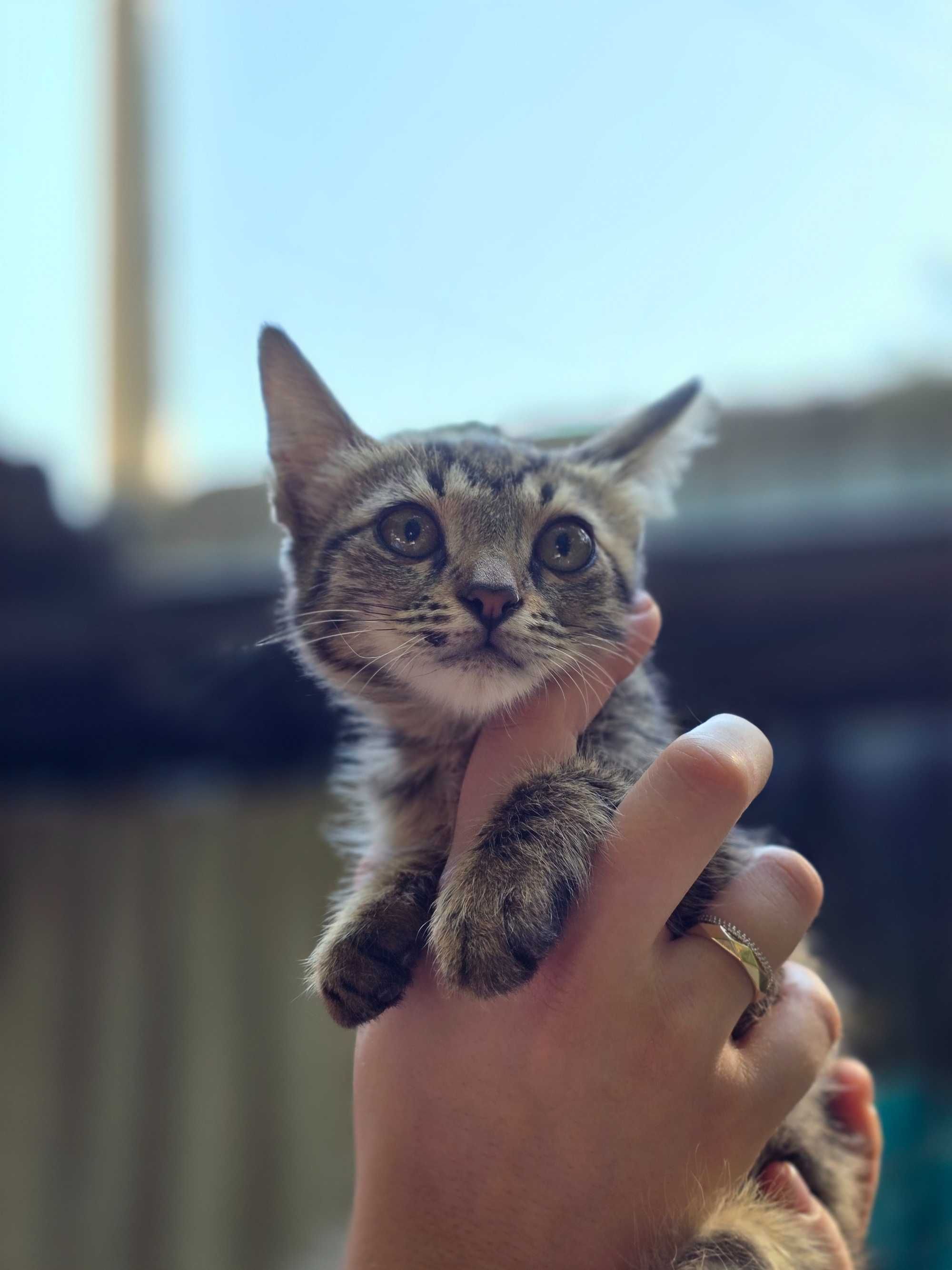 Котёнок, девочка, 2-3 месяца