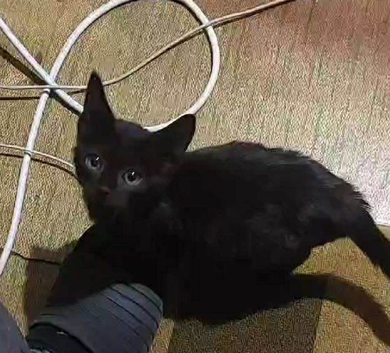 Подарявам черно коте