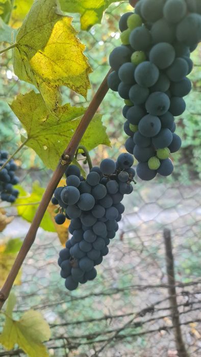 Vand struguri de vin Timisoara