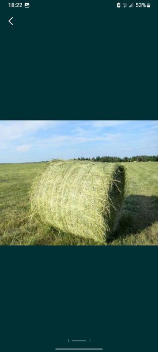 Продам сено рулонное.  Шөп сатылады рулонмен.
