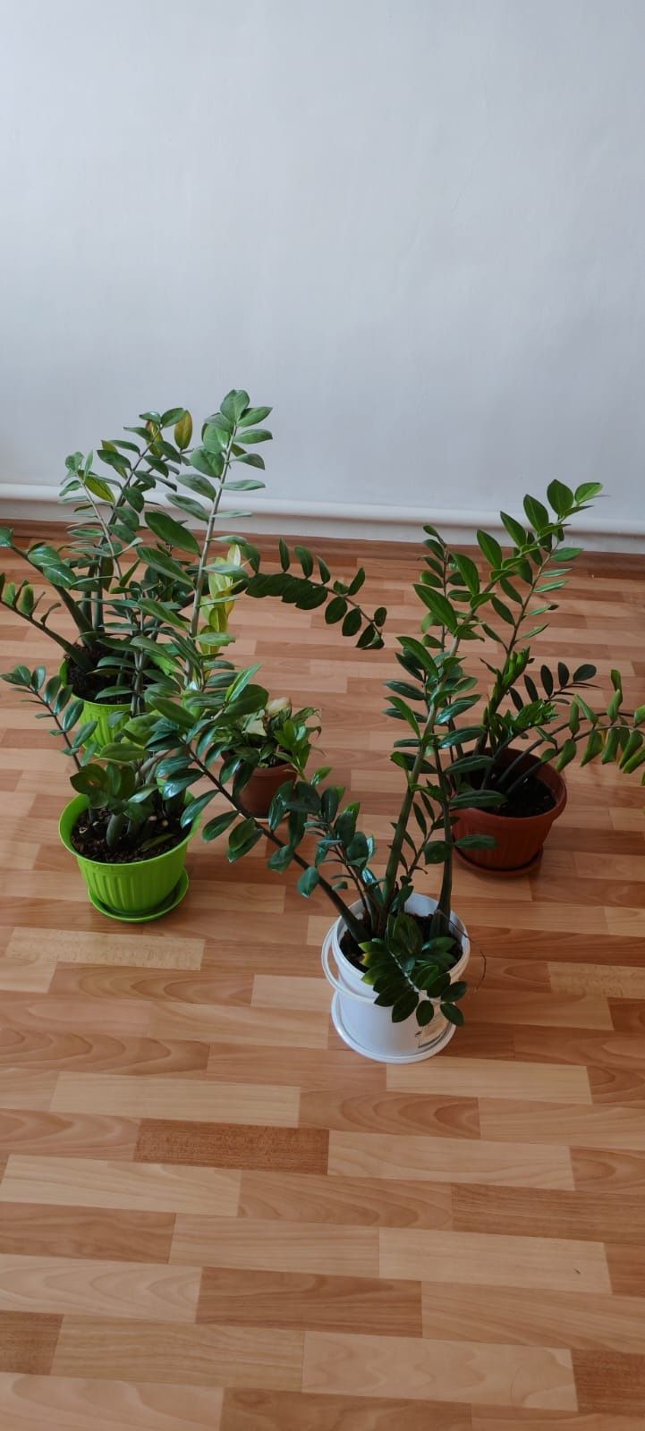 Продается цветы разные.Доллор,денежное дерево,,