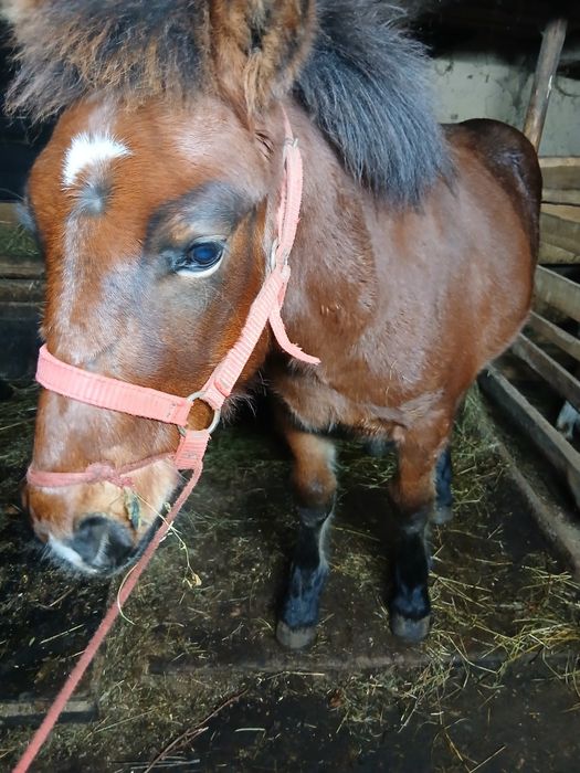 Schimb cu vaca cu vitel