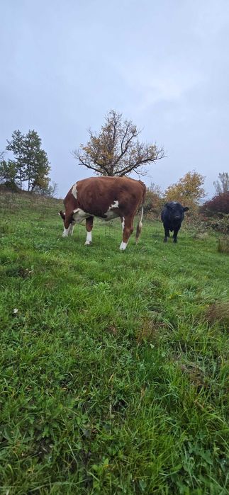 Vand vaca baltata si juninca baltata si taur angus