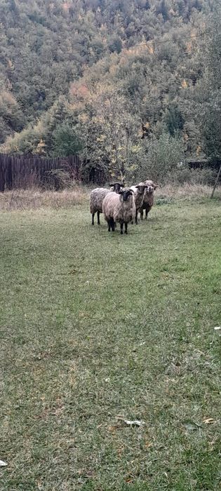 Van oi tinere cap negru de ținut