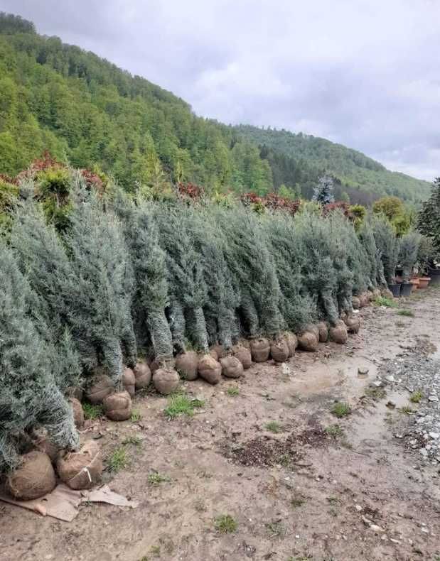 Plante Ornamentale Oriunde In Tara Calitate extra