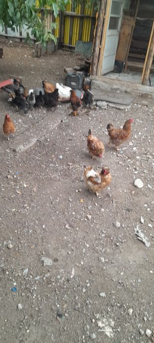 Vând gaini de casă bune de oua rezistente la frig Anghel