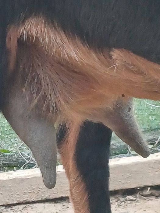 Vand sau schimb capra și tap