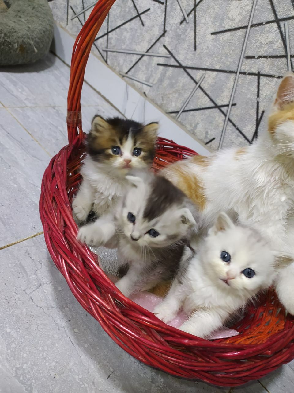 Шотландский вислоухий  Залатой шиншилла