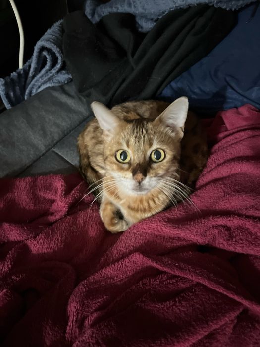 Отдам бенгальскую кошку