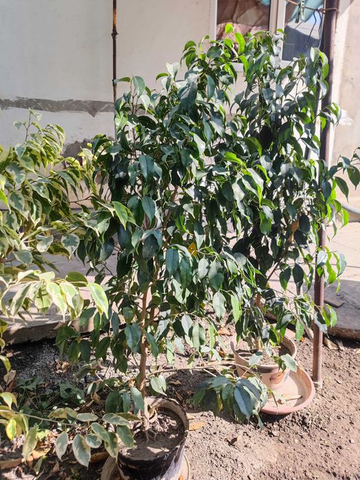 Фикусы Бенжамина