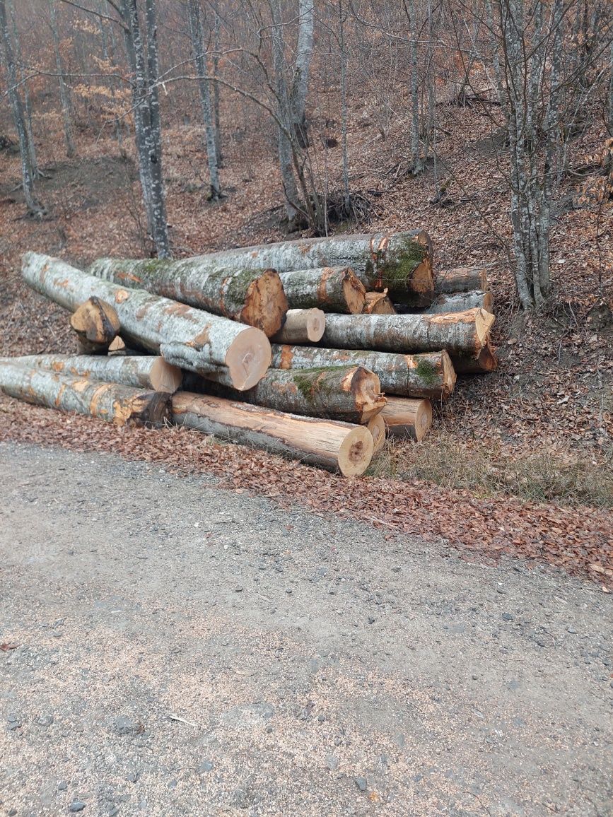 Lemn pentru foc,lucru (FAG si MOLID]