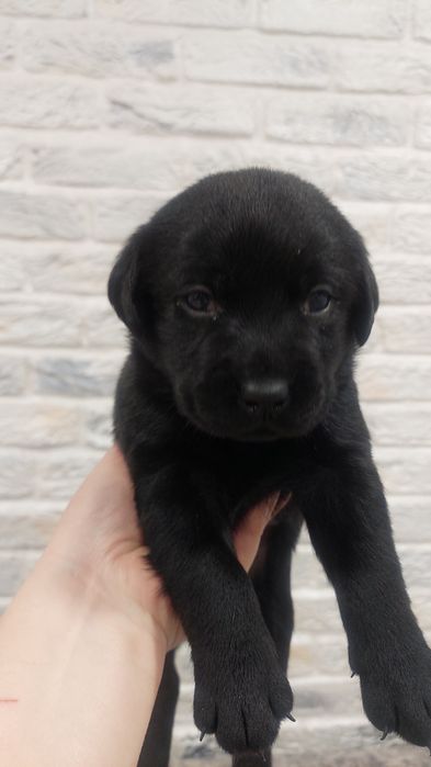 Продам  щенков  лабрадора