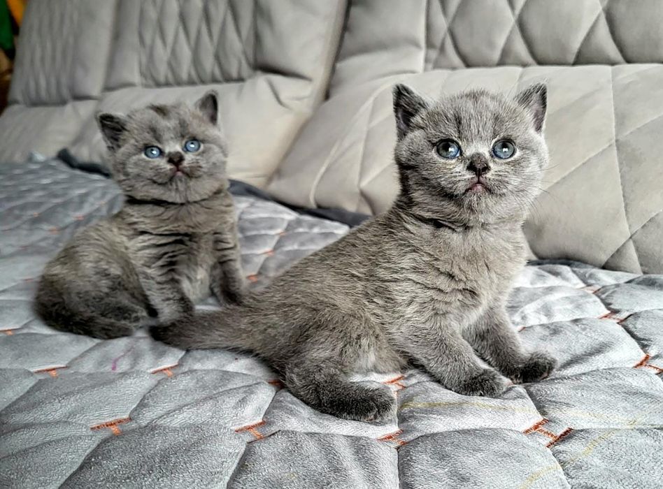 Чудо прелесть скоттиш фолд