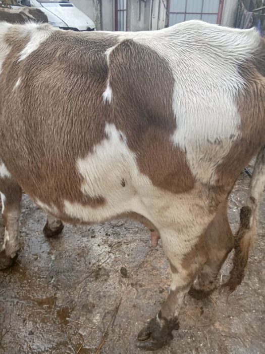 Vand trei vaci frumoase