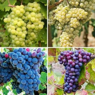 Vita de vie nobila altoita de masa  fara samburi ( 9 soiuri  )