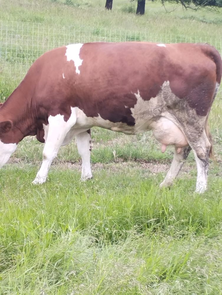 Vand vaca si vitei