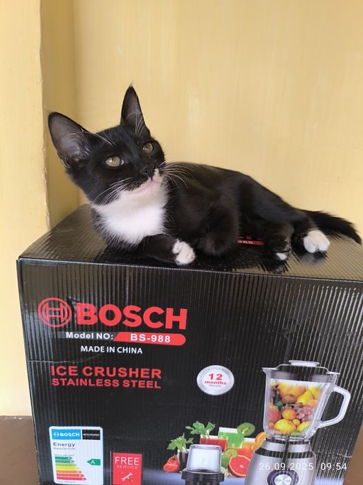 Отдам даром котят