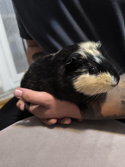 Porcușori de Guineea+ cușcă