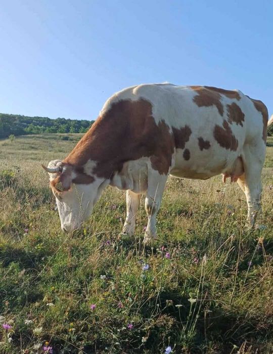 Vand vaca baltata românească