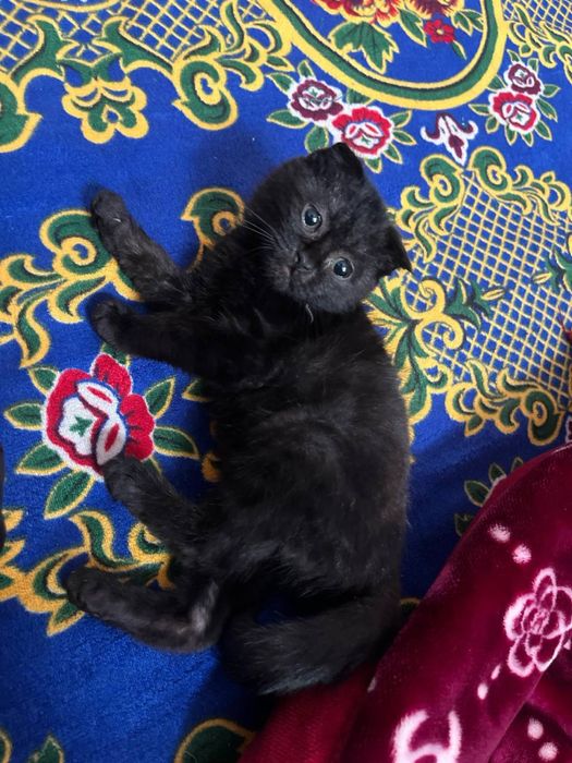 Кошка шотландская вислоухая