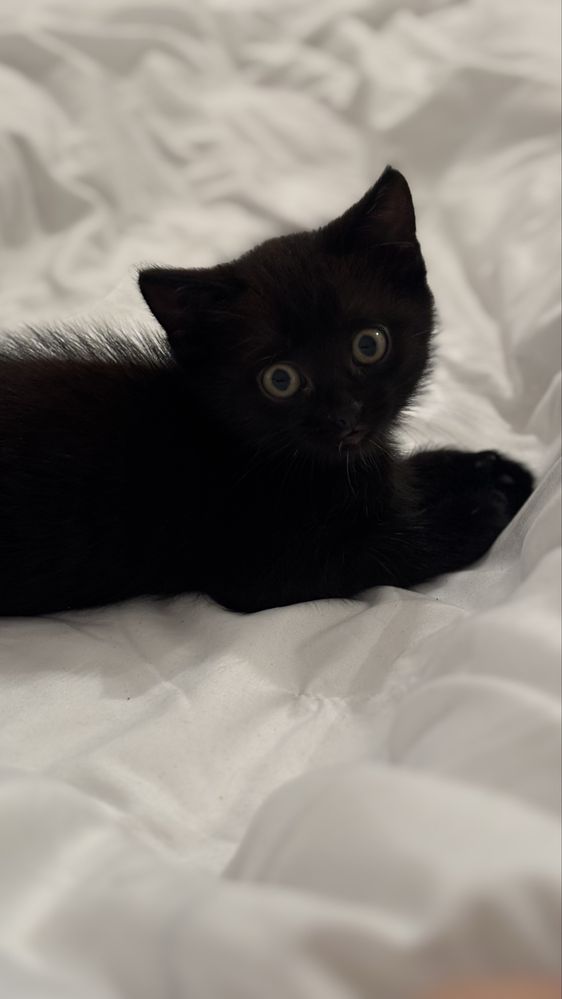 Котята почти 2 месяца