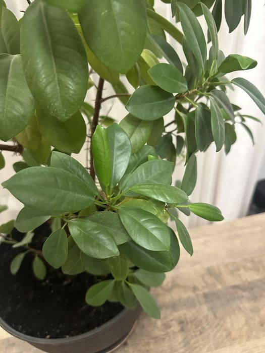 Продается Фикус Мокламе
