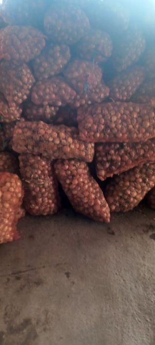 Ceapa samanta legend